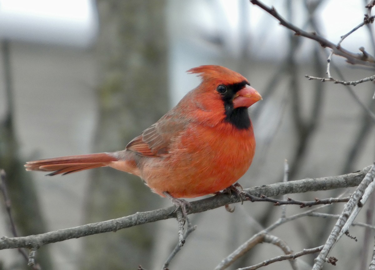 Northern Cardinal - ML645960046