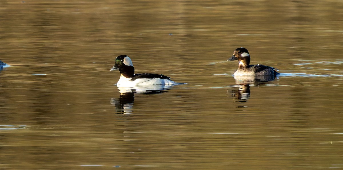 Bufflehead - ML645960049