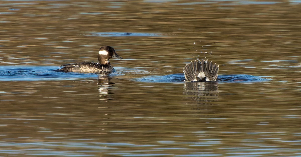 Bufflehead - ML645960050