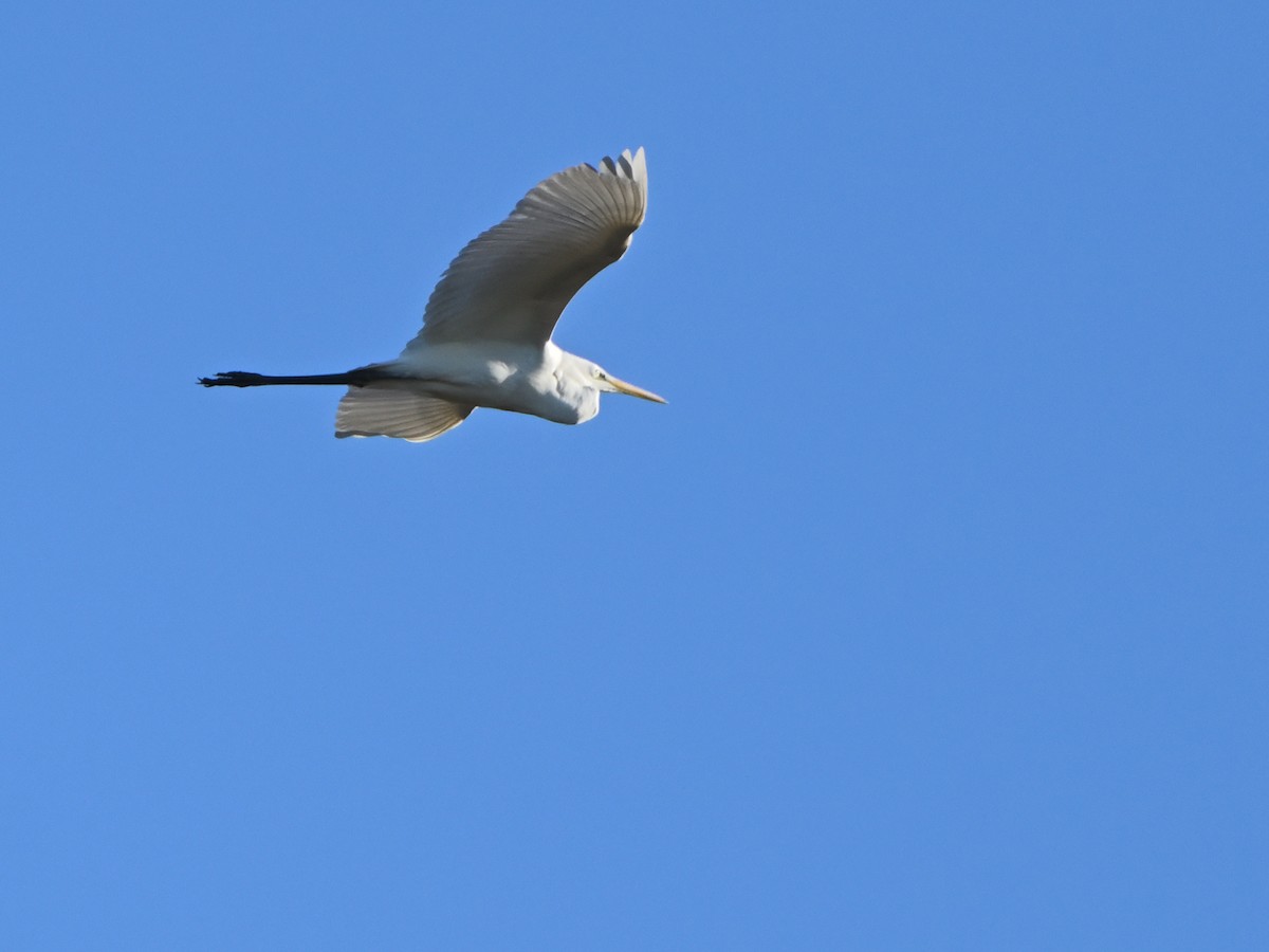 Great Egret - ML645960051