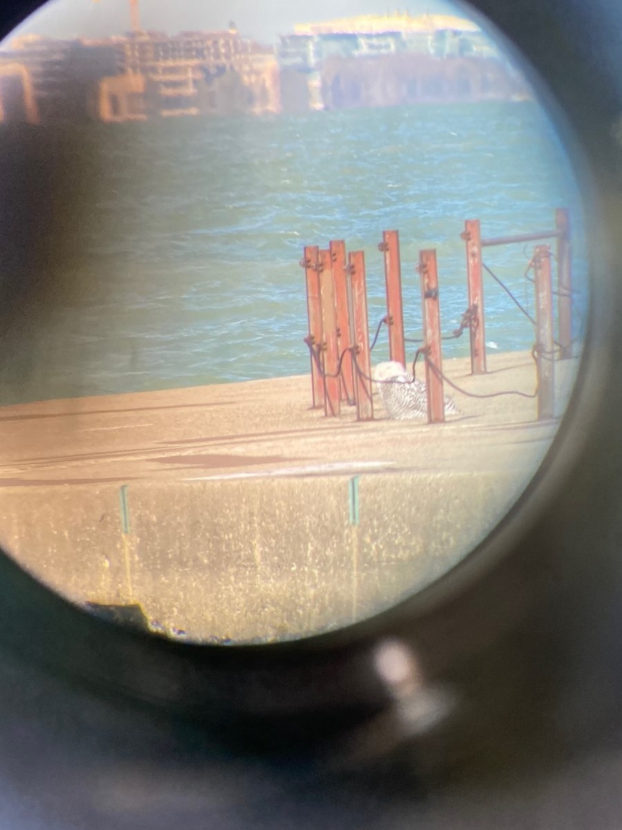 לילית שלג - ML645960052