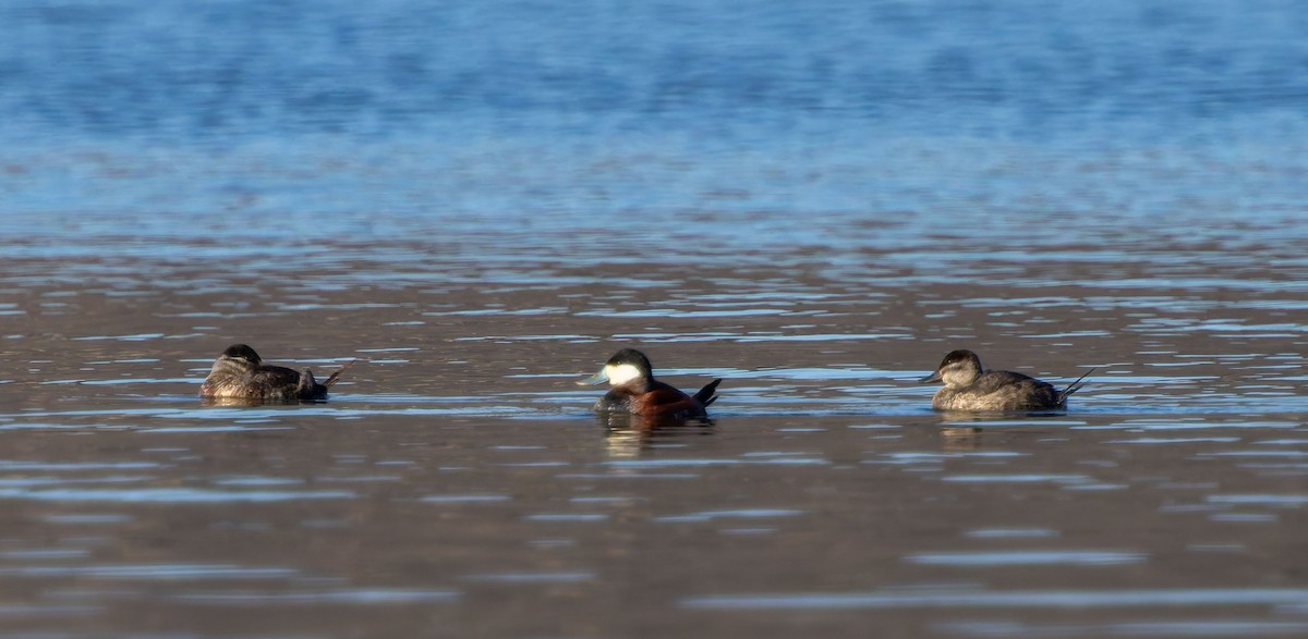 Schwarzkopf-Ruderente - ML645960055