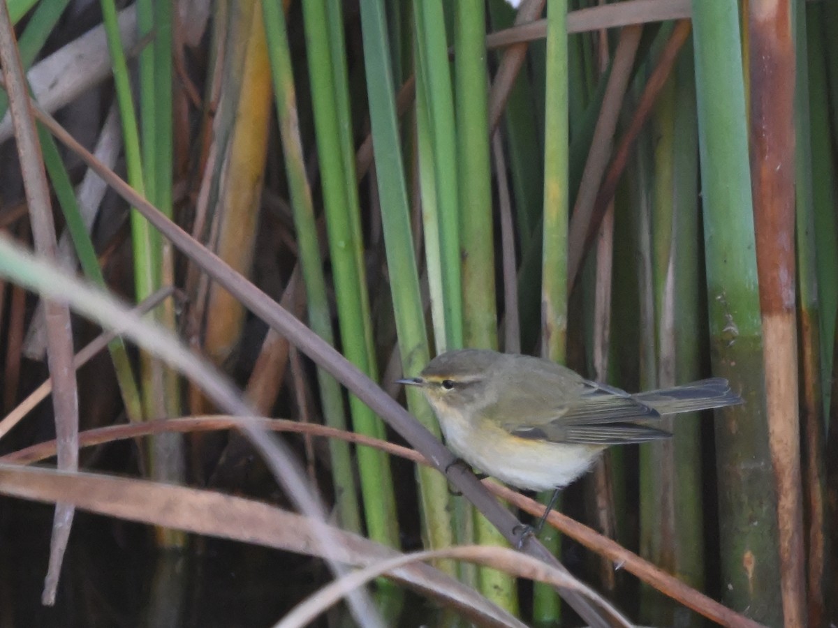 Common Chiffchaff - ML645960057