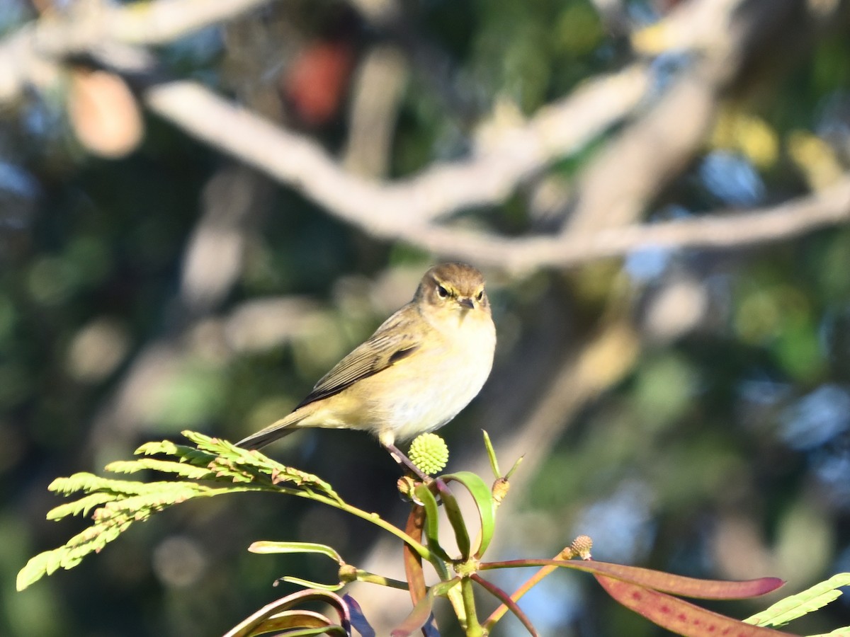 Common Chiffchaff - ML645960062