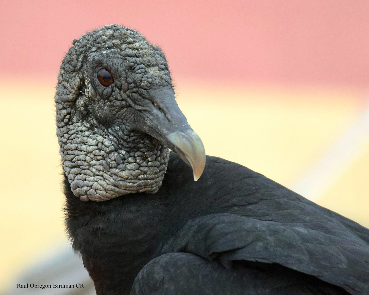 Black Vulture - ML645960064