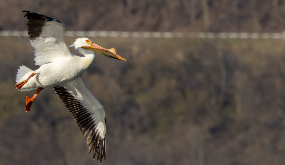 American White Pelican - ML645960071