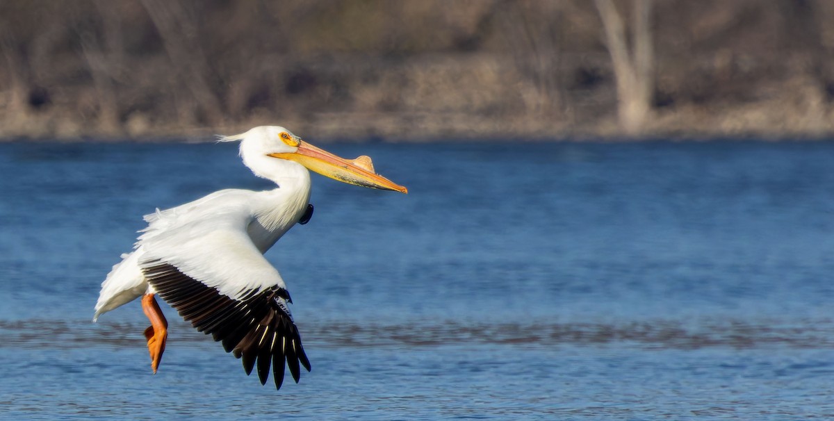 American White Pelican - ML645960072
