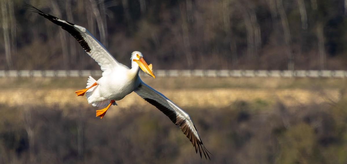 American White Pelican - ML645960073