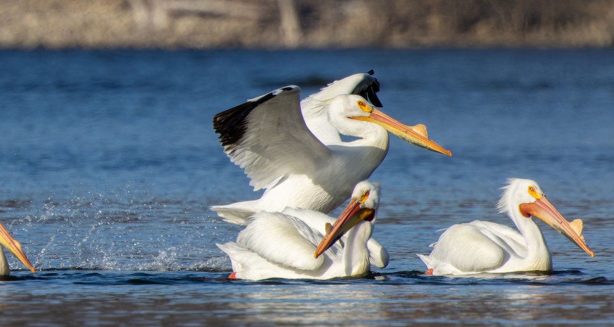 American White Pelican - ML645960074