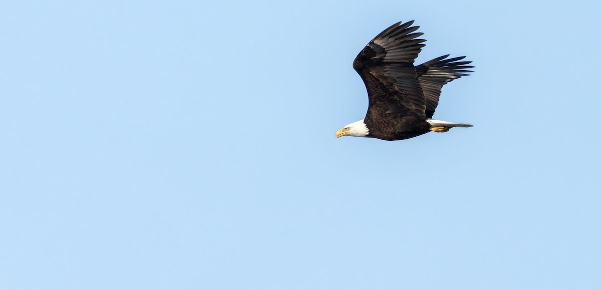 Bald Eagle - ML645960075