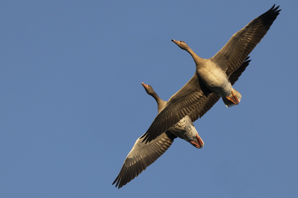 Гуска сіра - ML645960078