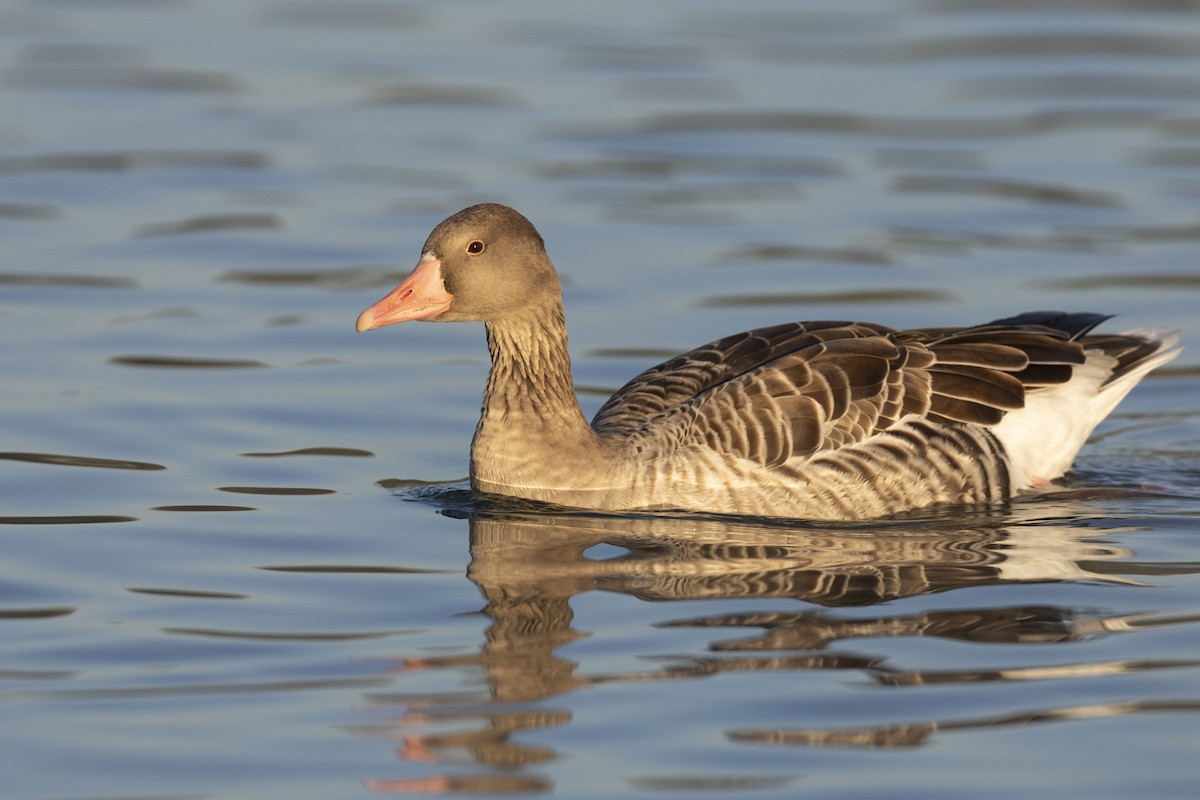 Гуска сіра - ML645960079