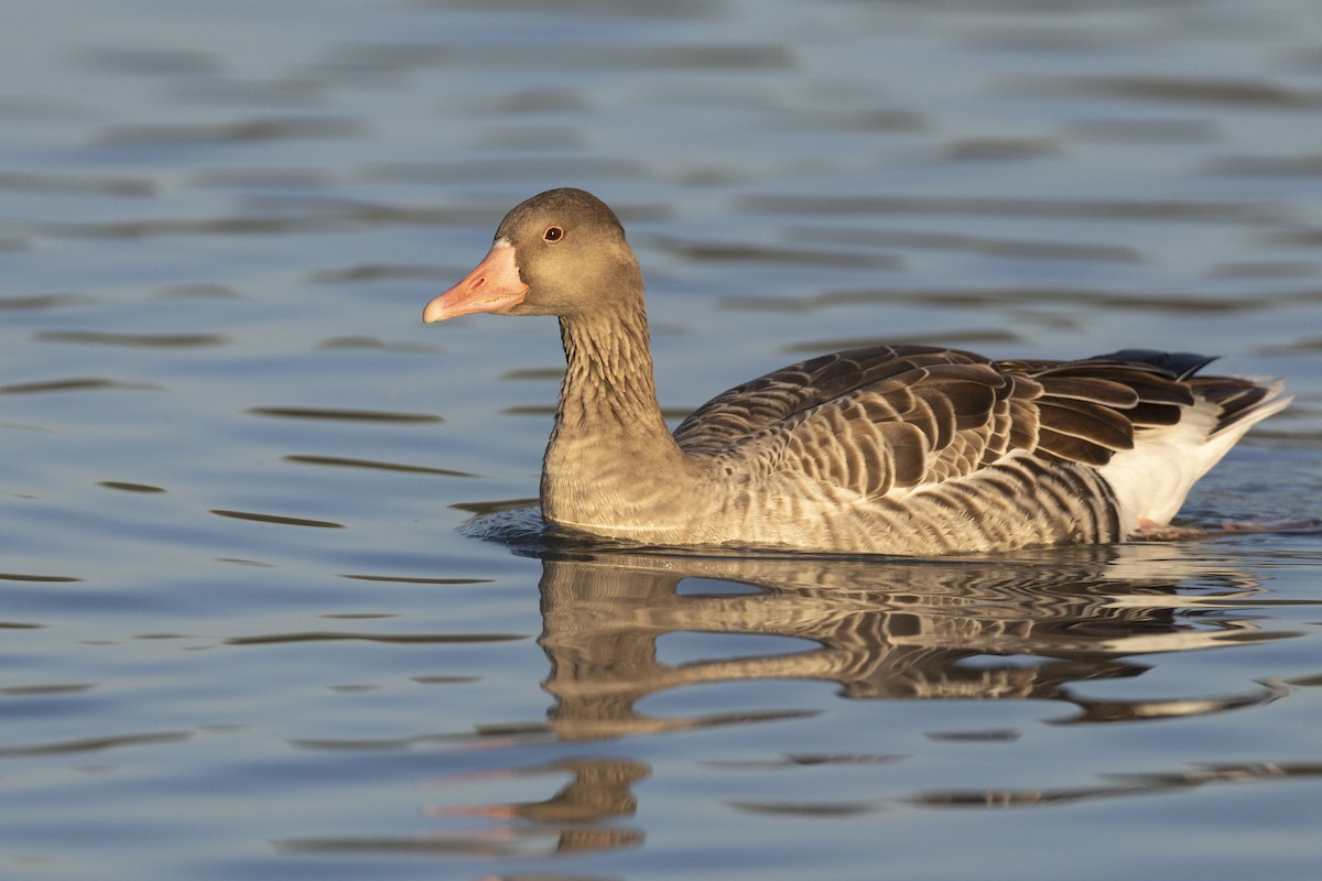 Гуска сіра - ML645960080