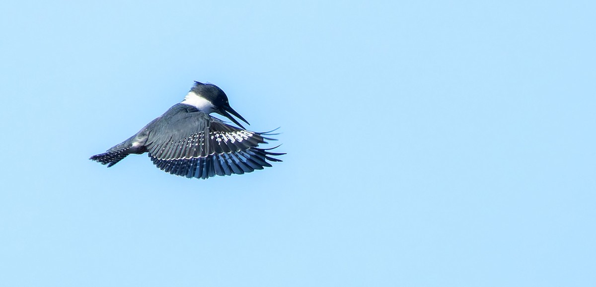 Belted Kingfisher - ML645960083