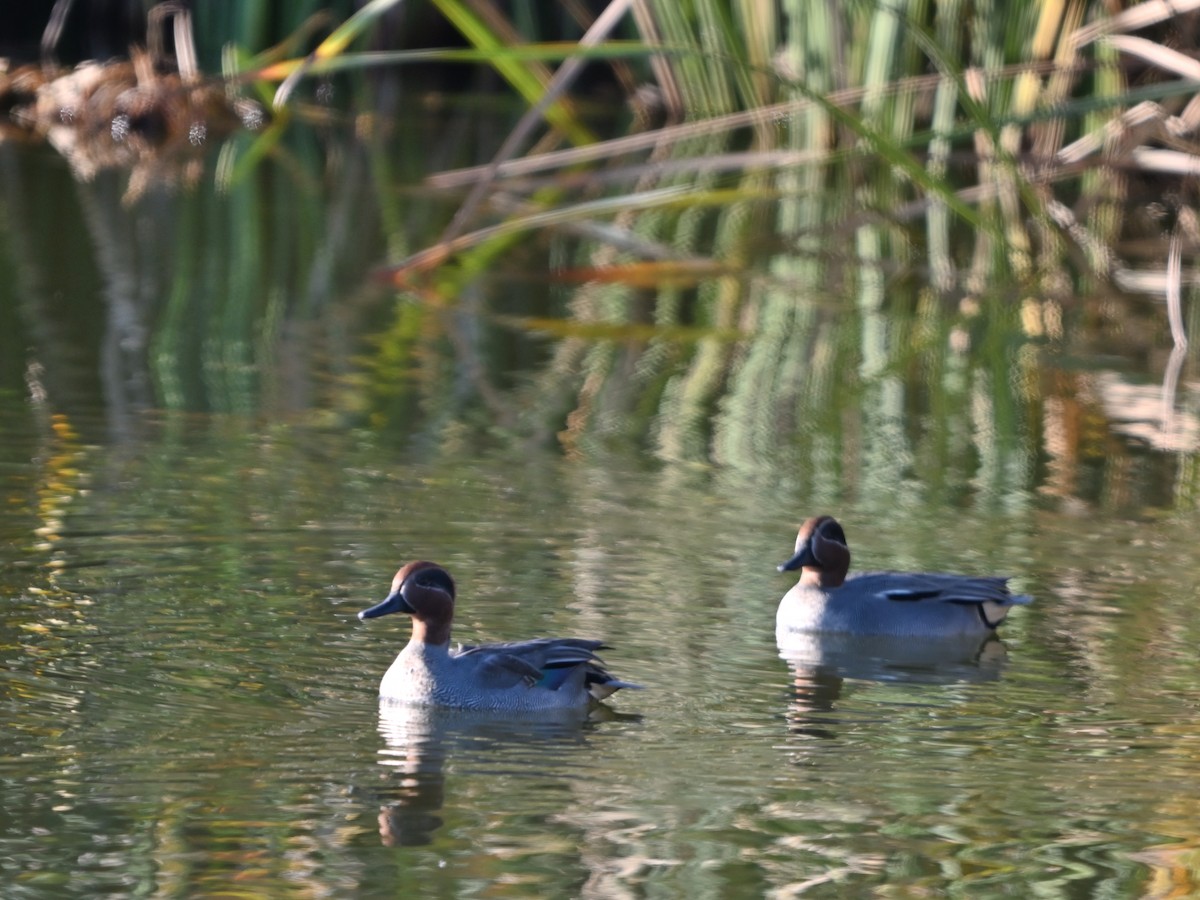 Green-winged Teal - ML645960085