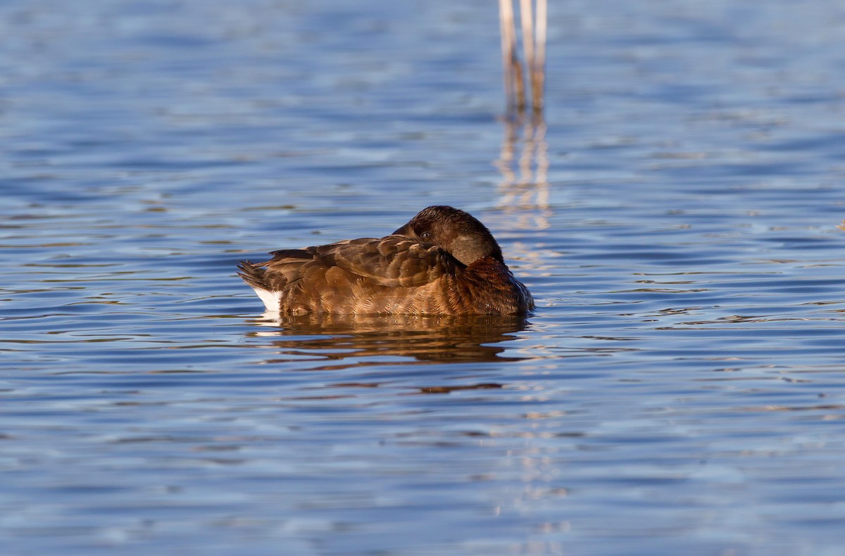 Hardhead - ML645960088