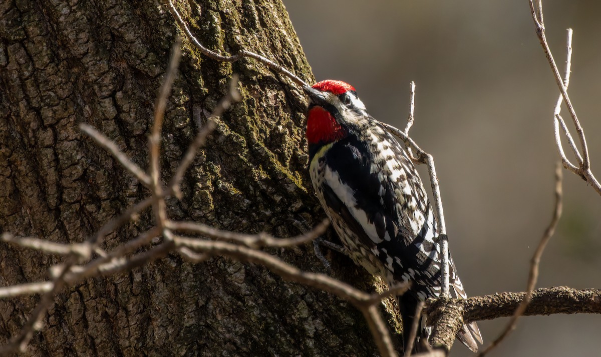 Желтобрюхий дятел-сокоед - ML645960089
