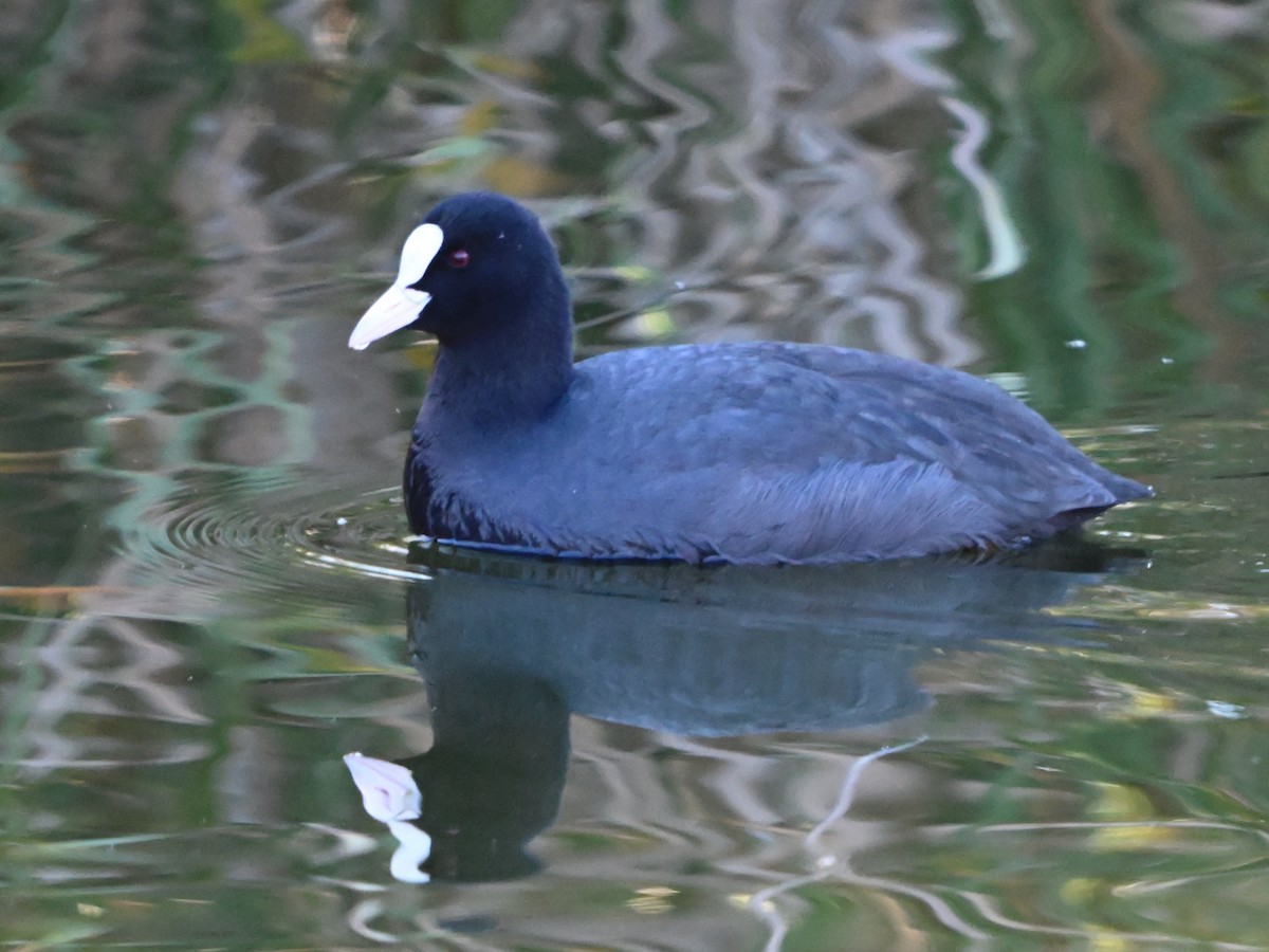 Eurasian Coot - ML645960091