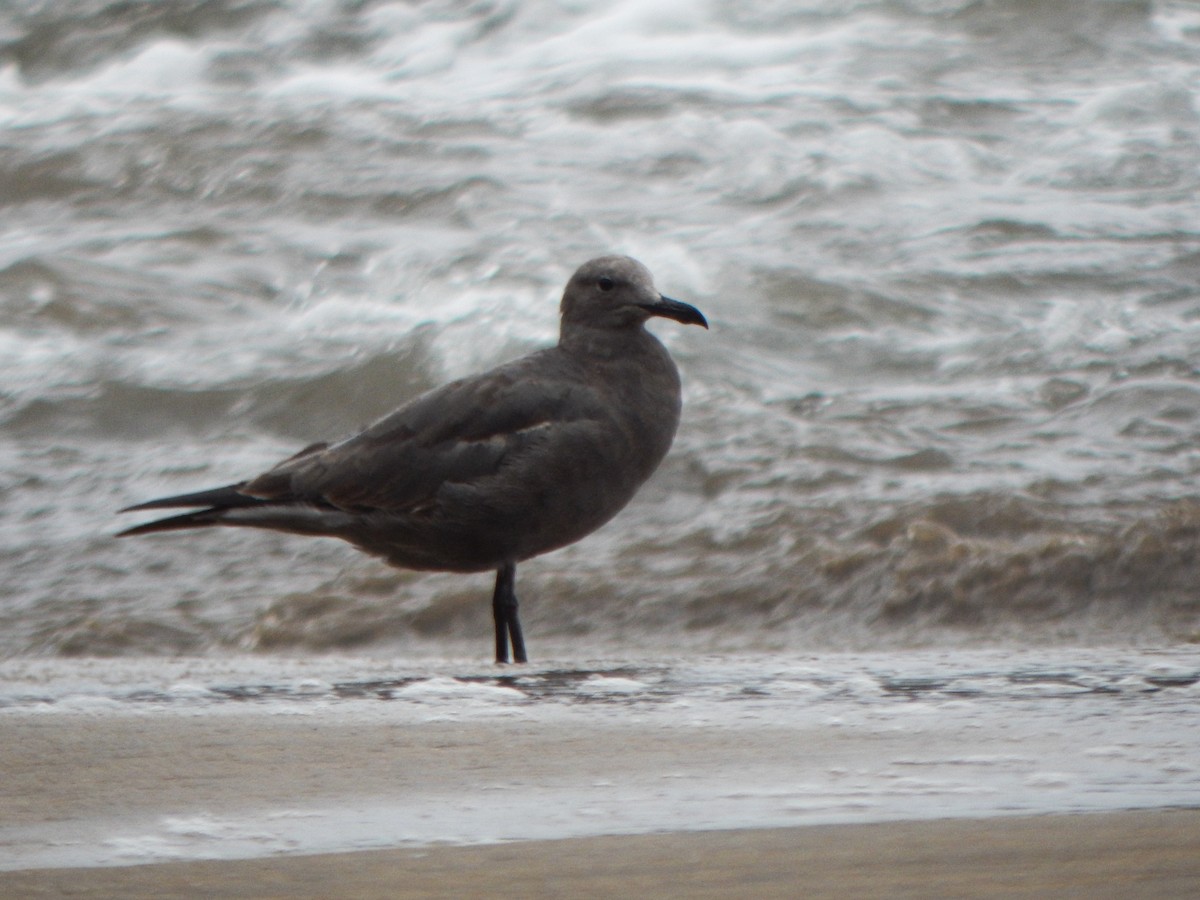 Gray Gull - ML645960092