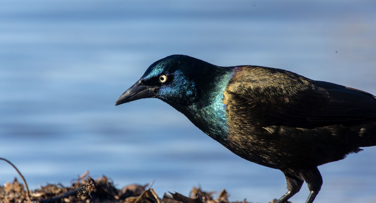 Common Grackle - ML645960093