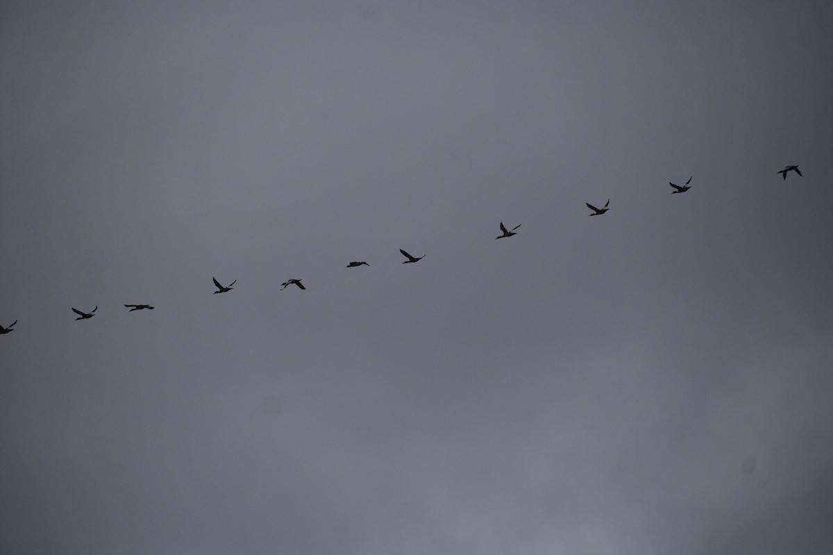 Common Merganser - ML645960095