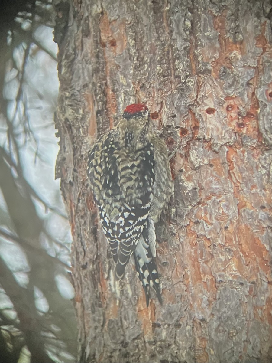 Желтобрюхий дятел-сокоед - ML645960096