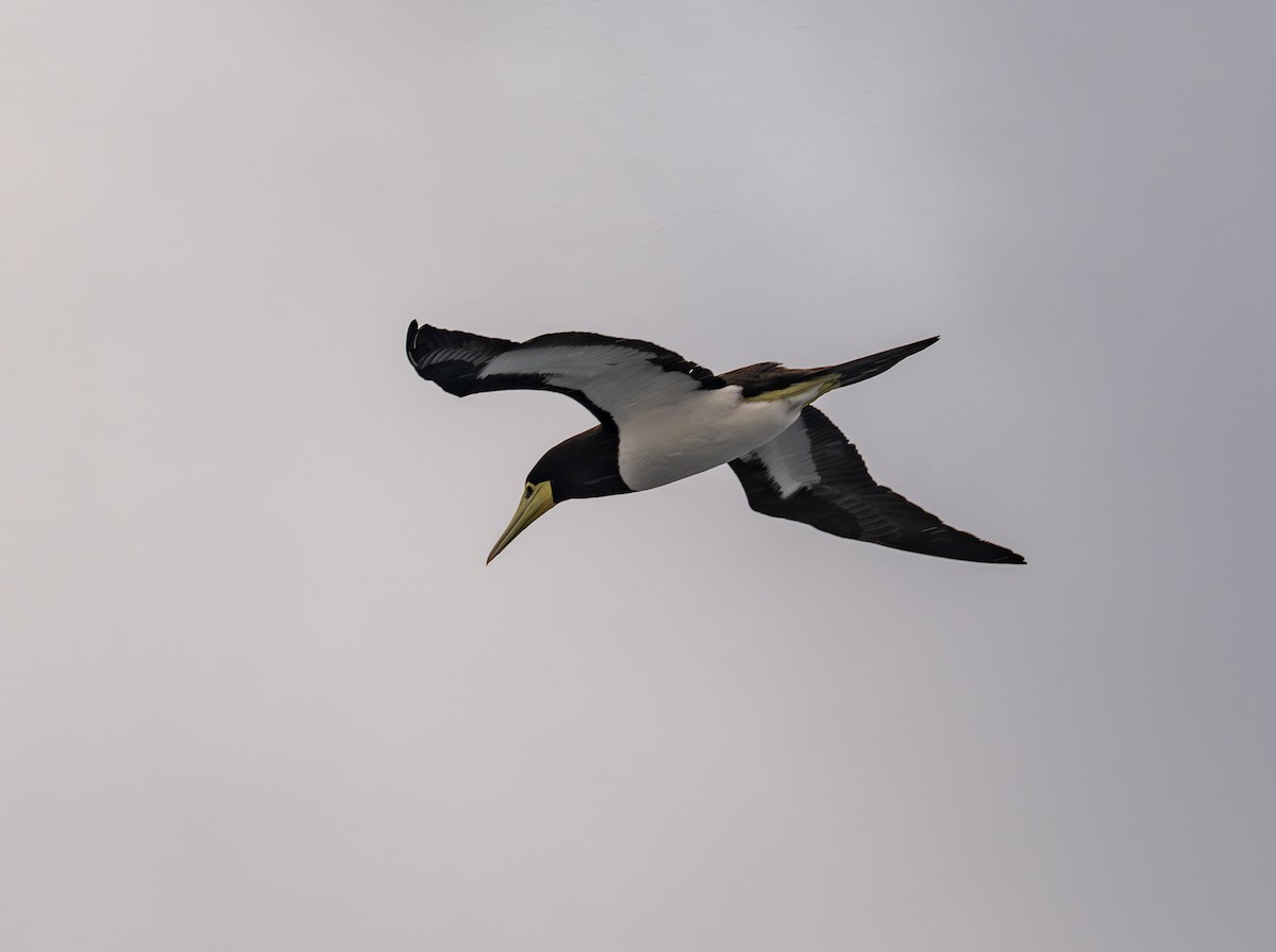 Brown Booby - ML645960097