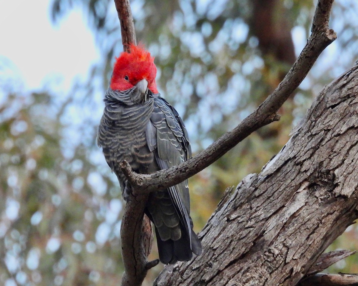 アカサカオウム - ML645960102