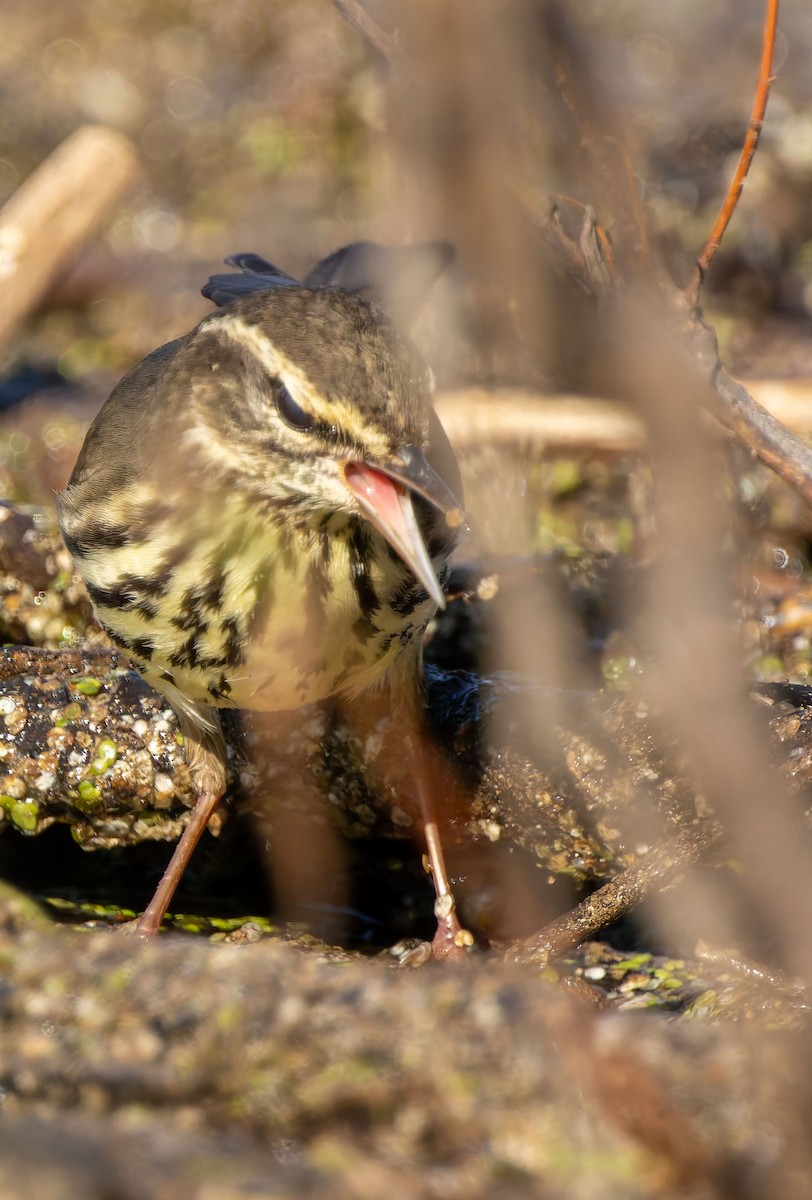 Northern Waterthrush - ML645960103