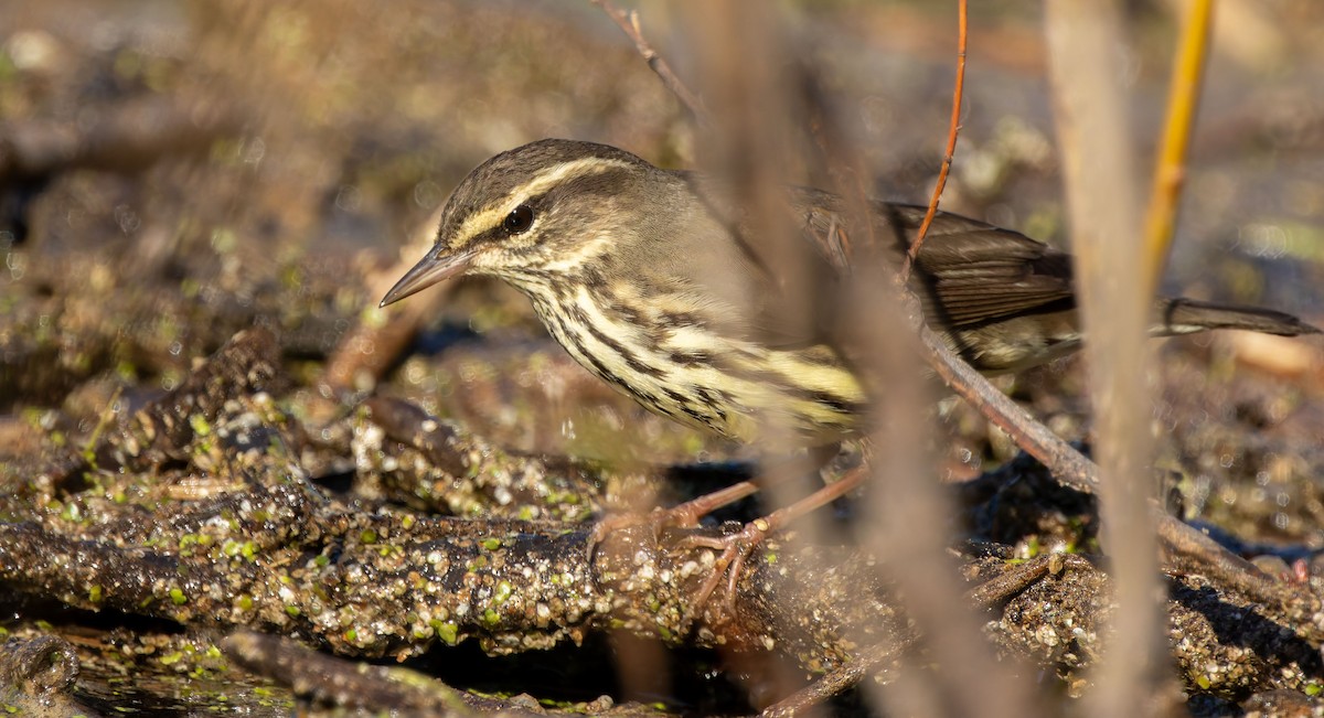 Northern Waterthrush - ML645960104