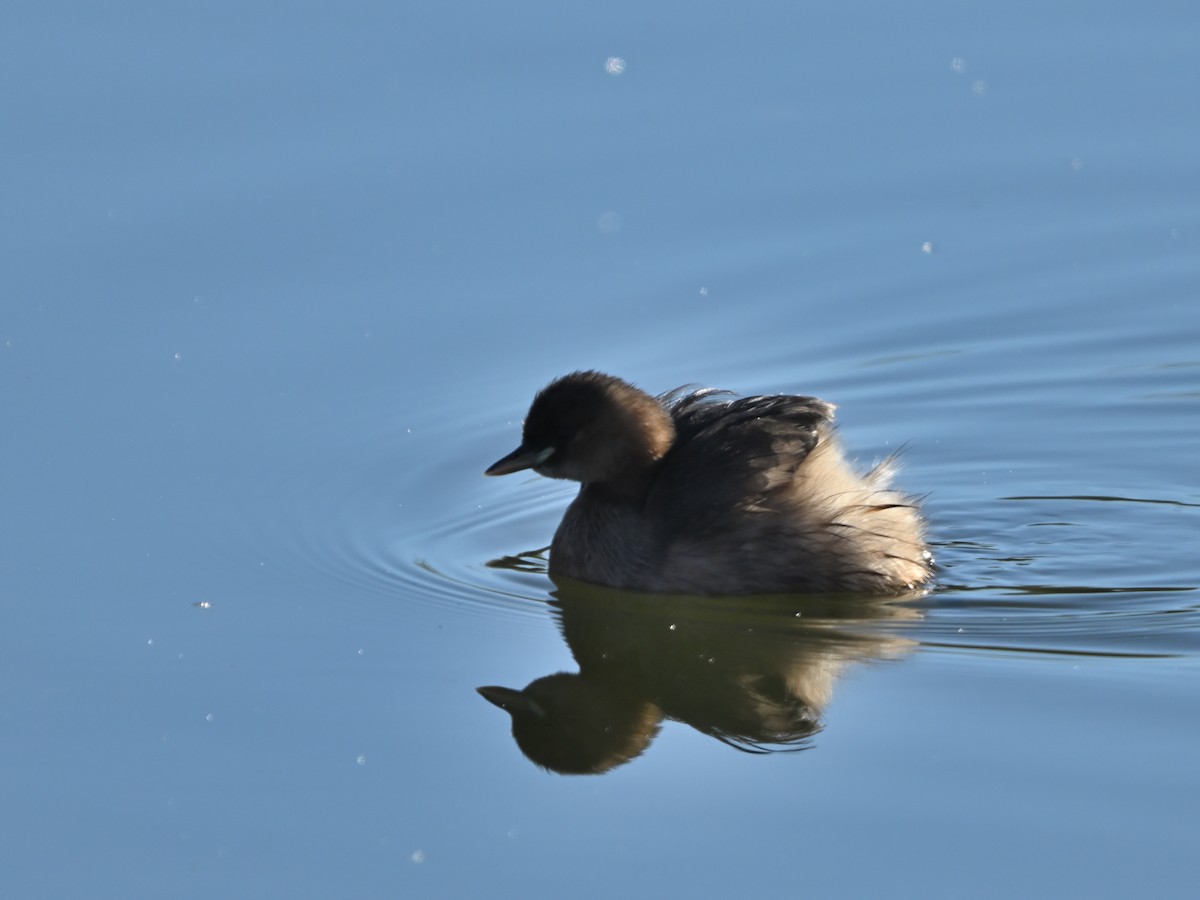 Little Grebe - ML645960105