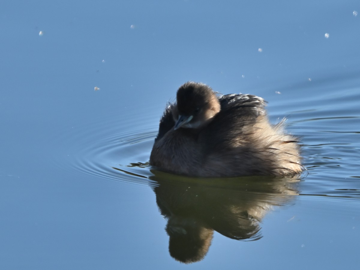 Little Grebe - ML645960106