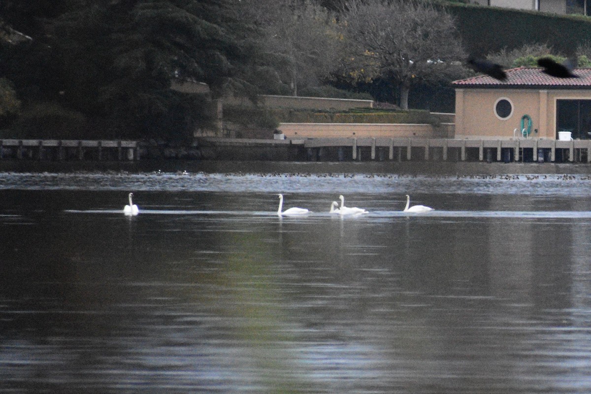 Trumpeter Swan - ML645960107
