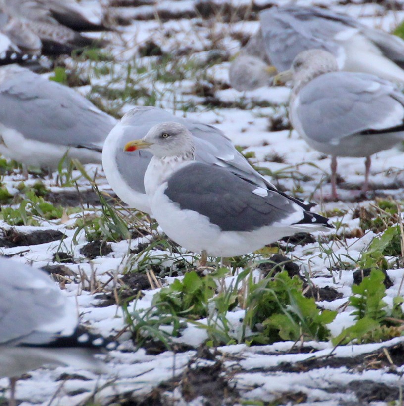 Heringsmöwe - ML645960108