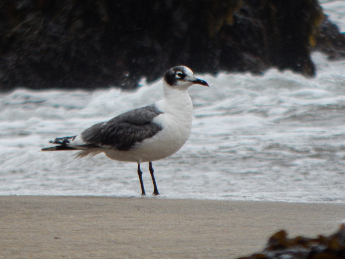 Franklin's Gull - ML645960109