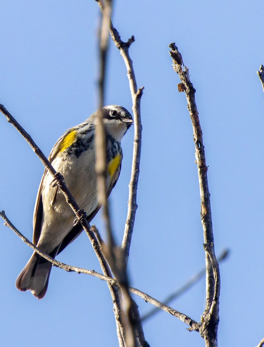 Yellow-rumped Warbler - ML645960110