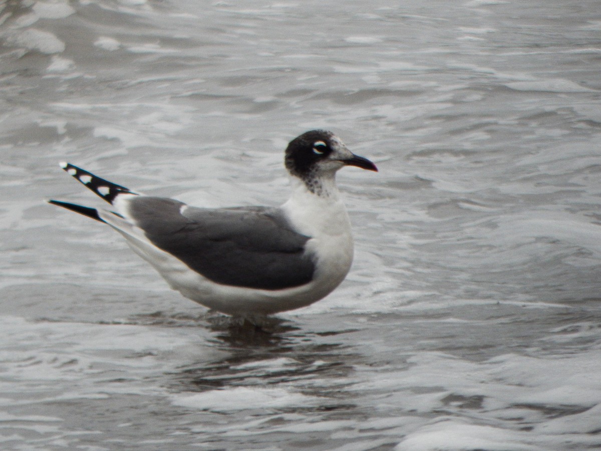 Franklin's Gull - ML645960112