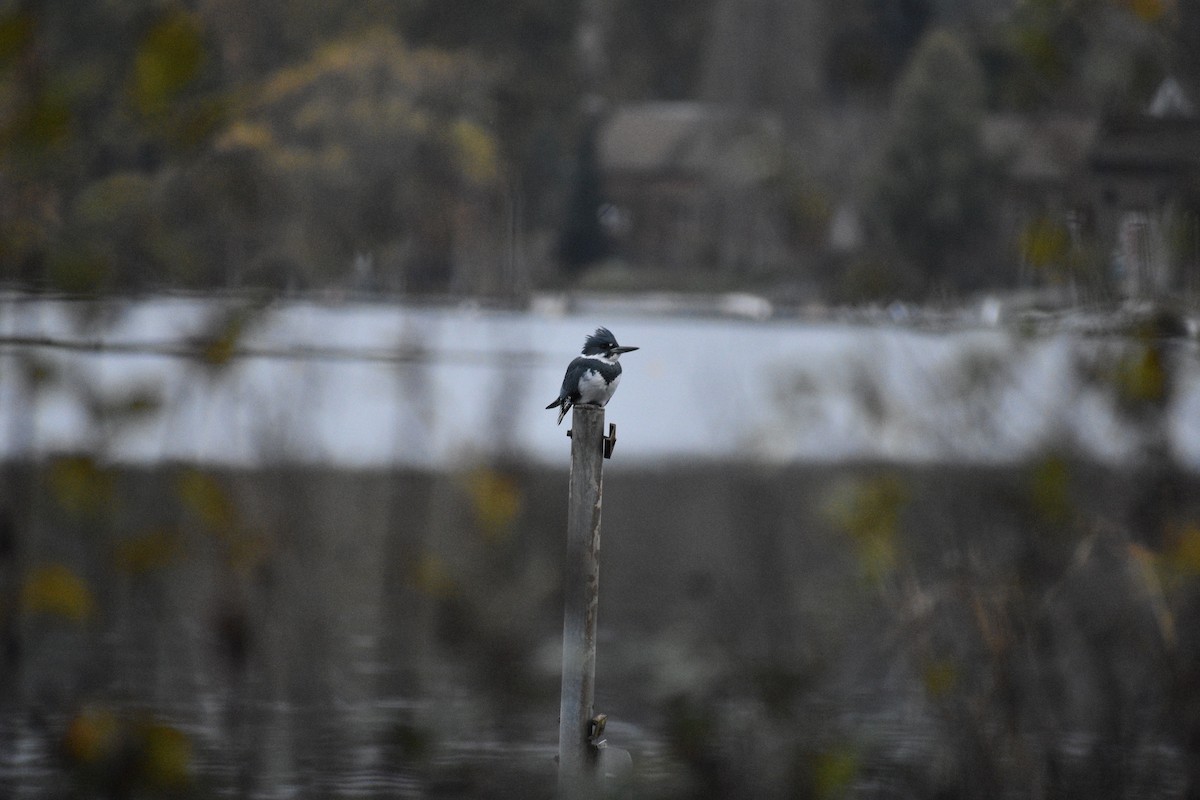 Belted Kingfisher - ML645960114