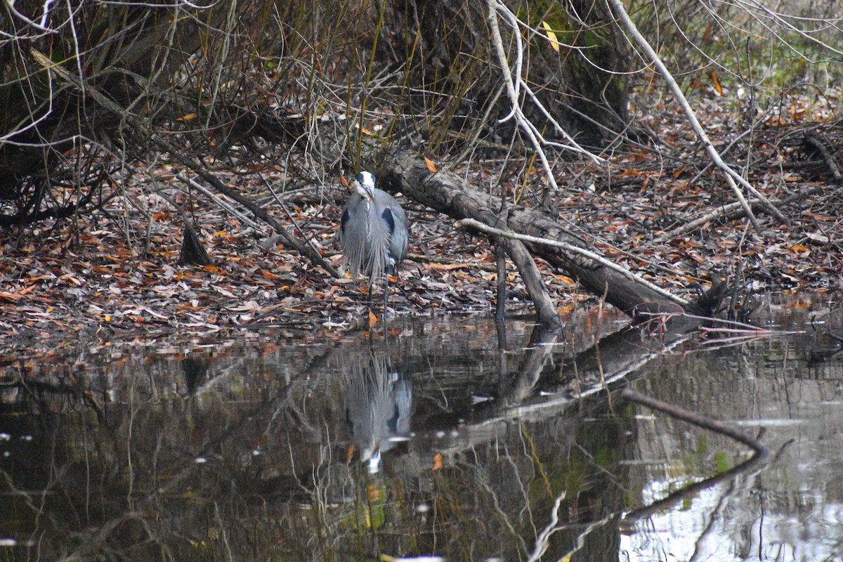 Great Blue Heron - ML645960118