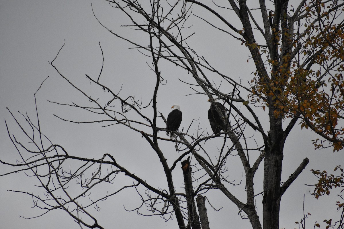 Bald Eagle - ML645960119
