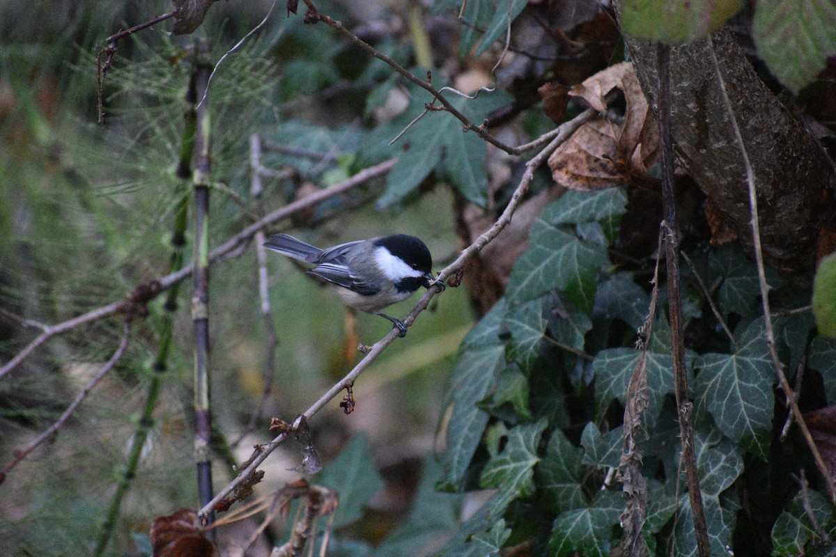 Black-capped Chickadee - ML645960120
