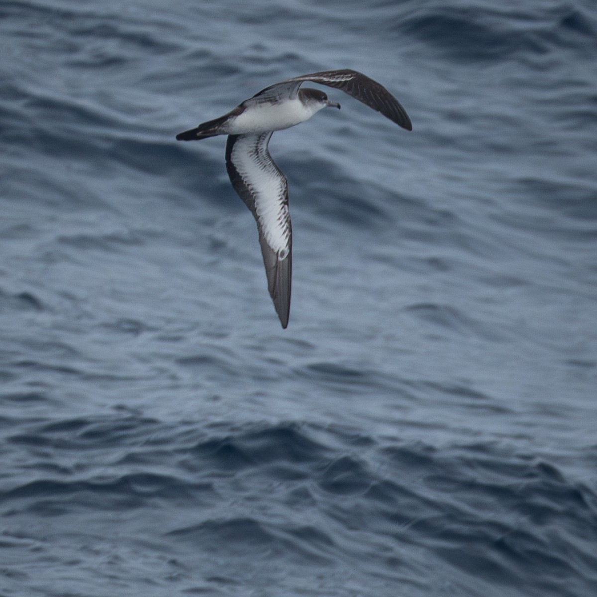 Wedge-tailed Shearwater - ML645960121