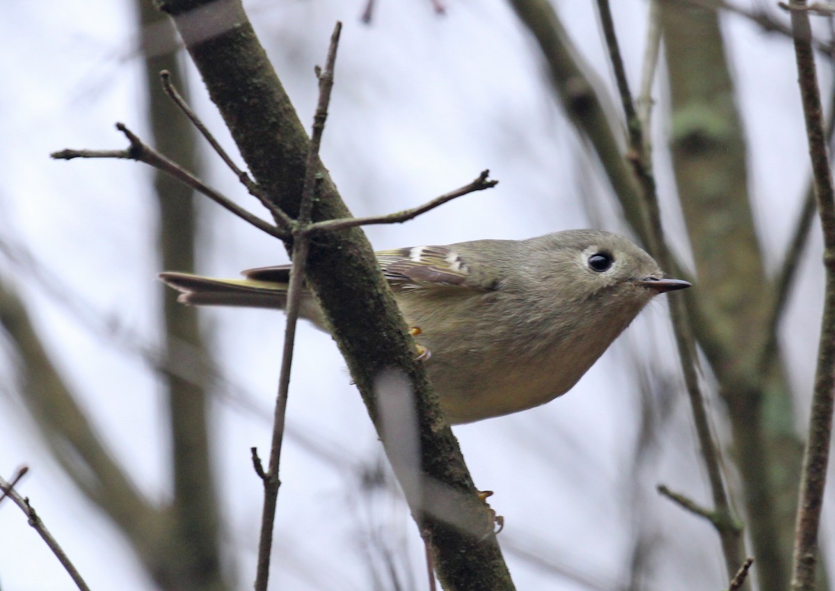 Rubingoldhähnchen - ML645960122