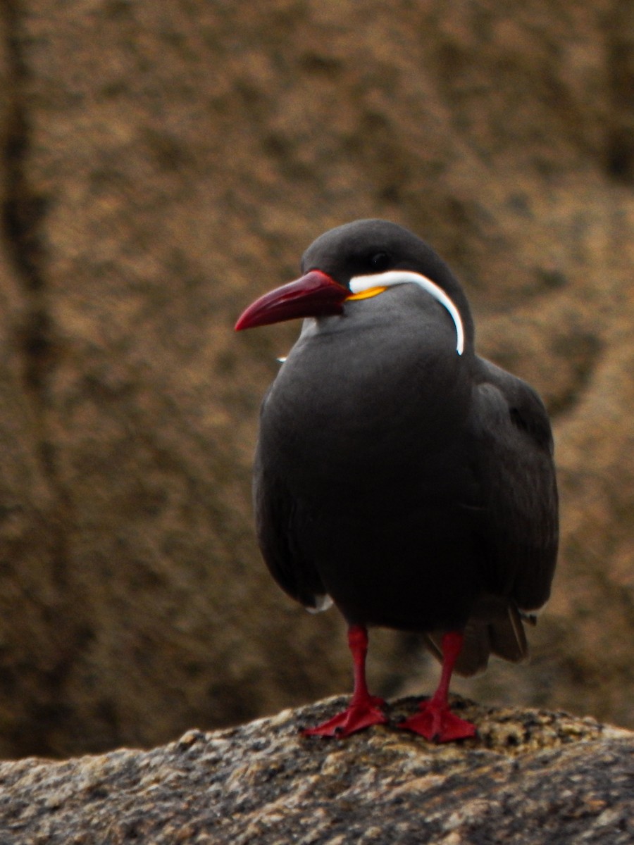 Inca Tern - ML645960123