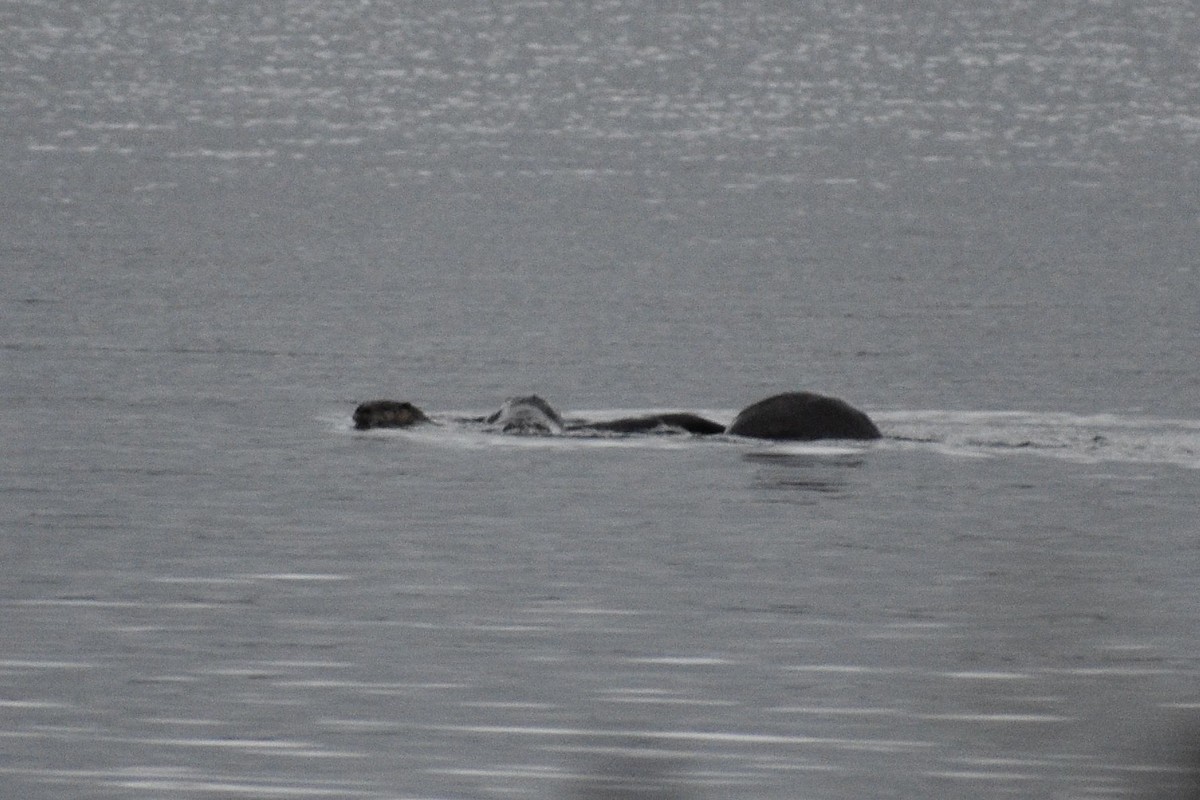 North American River Otter - ML645960125