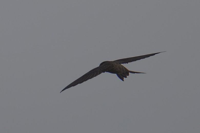 Asian Palm Swift - ML645960133