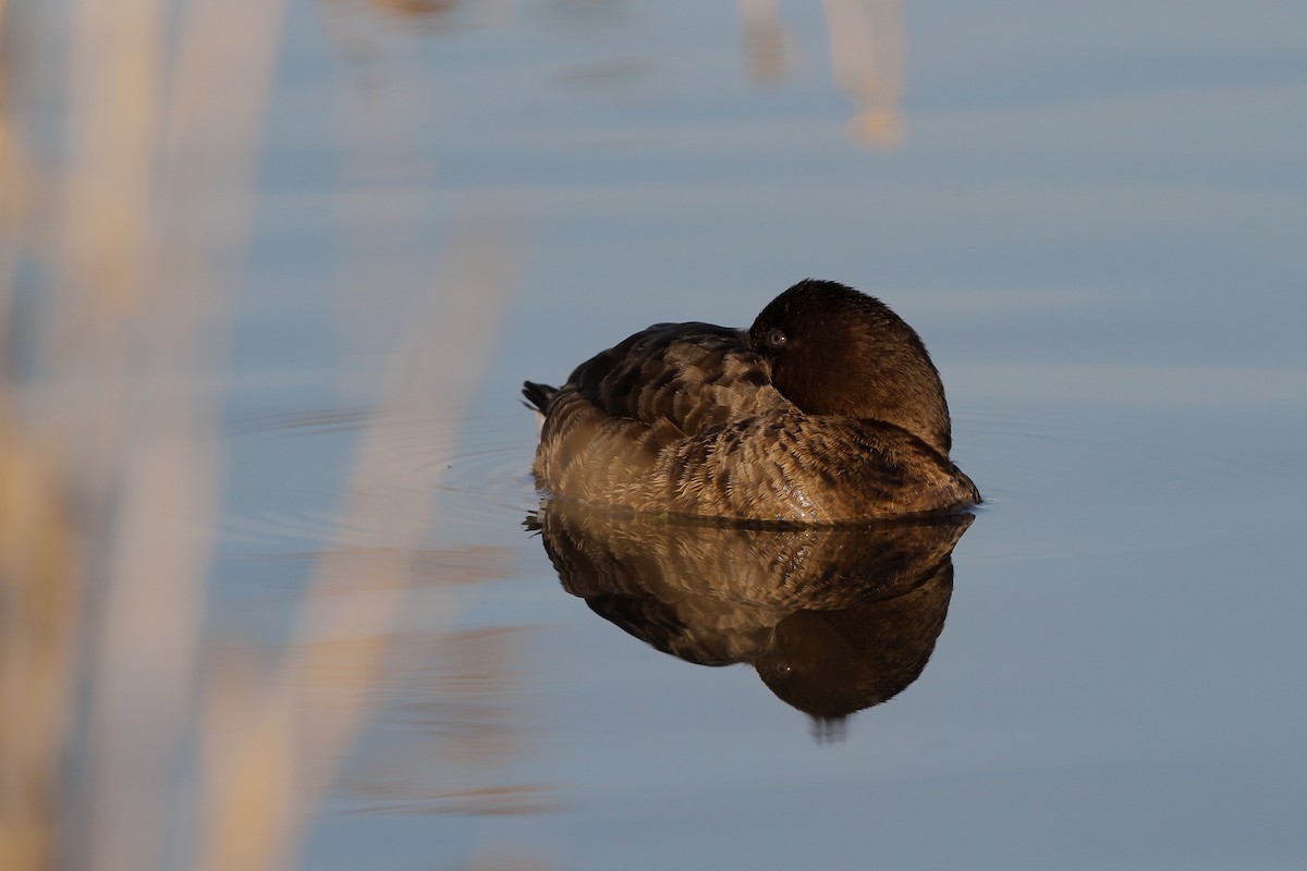 Hardhead - ML645960138