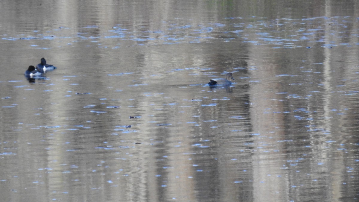 kopřivka obecná - ML645960139