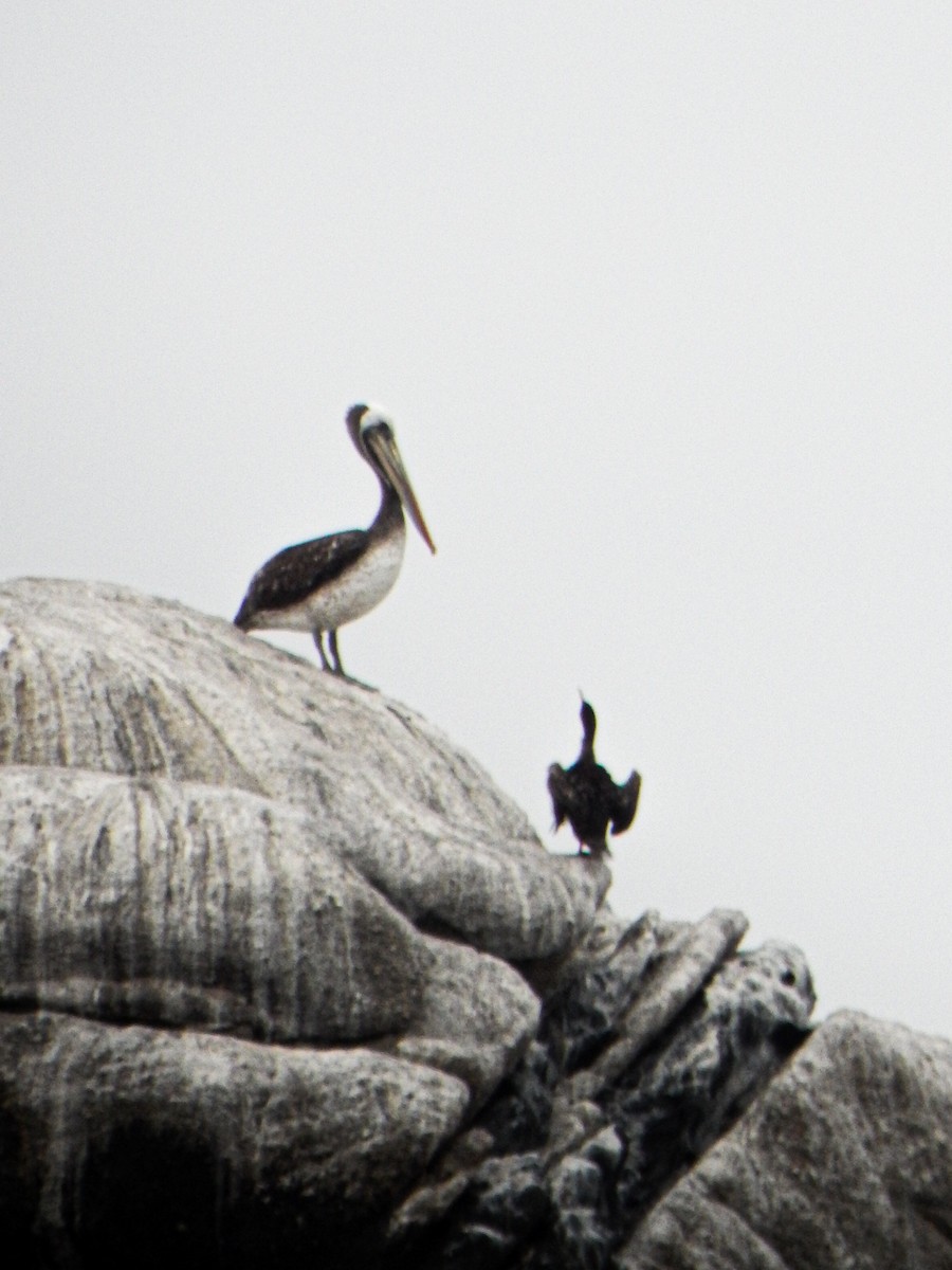 Peruvian Pelican - ML645960152
