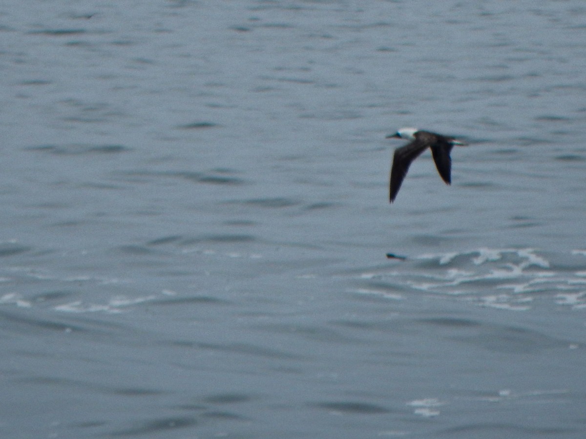 Peruvian Booby - ML645960157